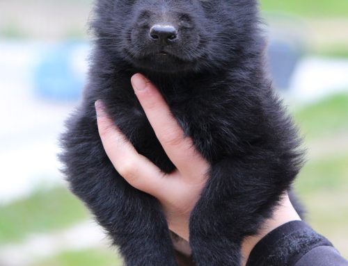 Oasis et Pablo (L&rsquo;ensemble de la portée a quitté l&rsquo;élevage)