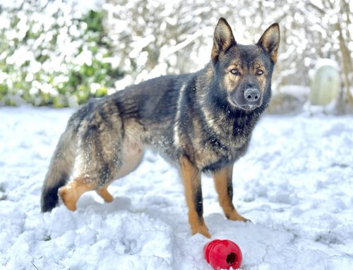 Velcroc (adulte à fort caractère disponible immédiatement)